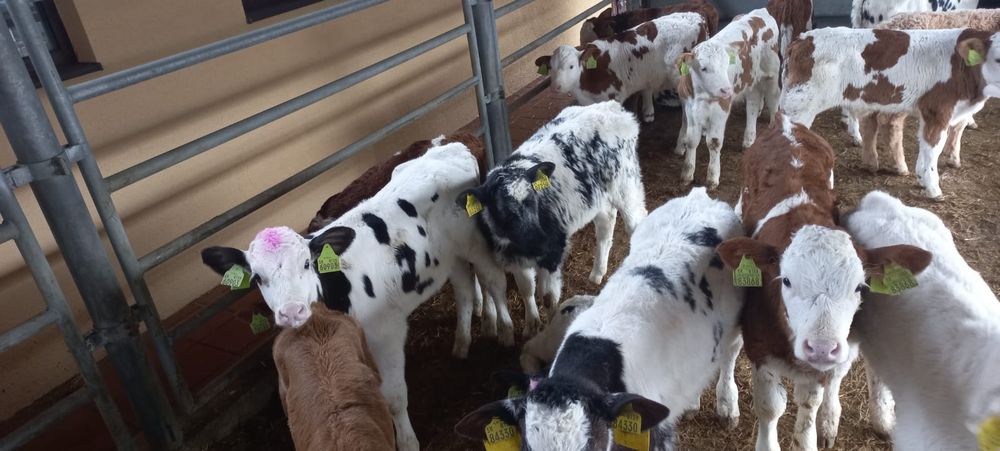 Cielęta krzyżówki