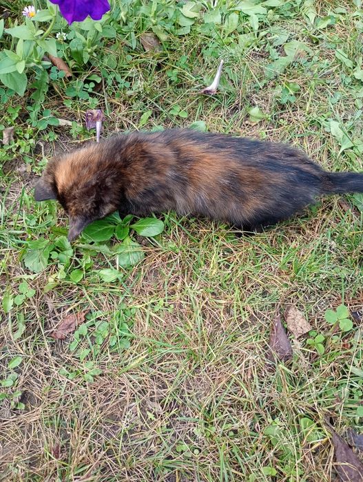 Віддам в добрі ручки котеняток.