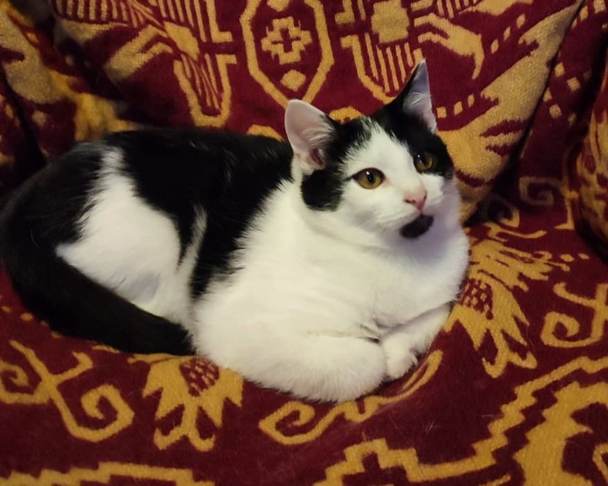 Oddam w dobre ręce dwie kotki i jeden kot