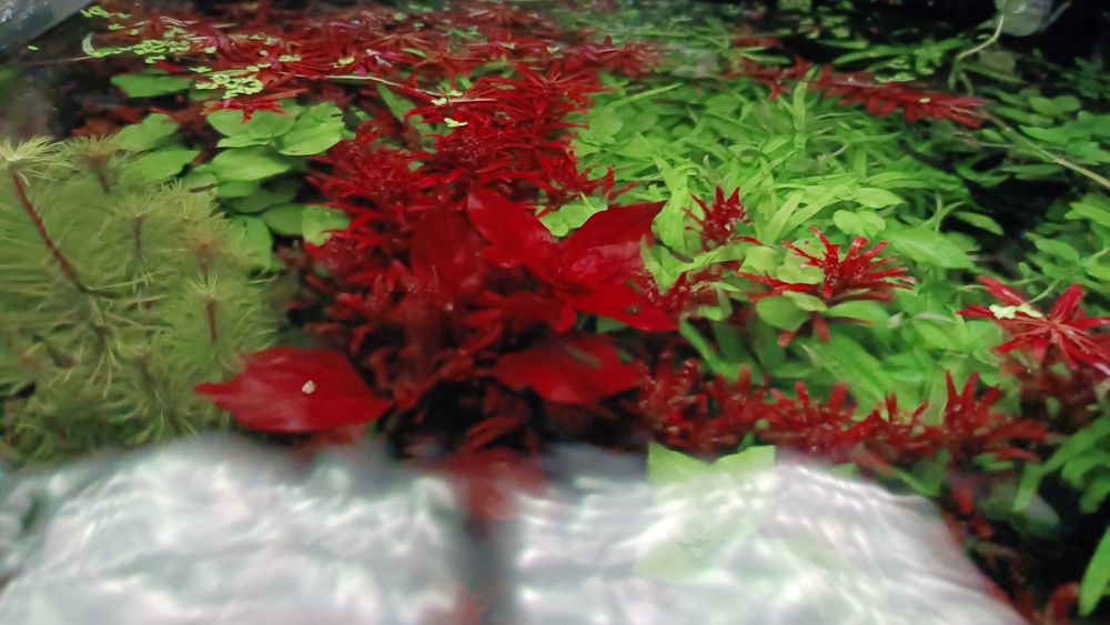 Ludwigia Rubin wysylka