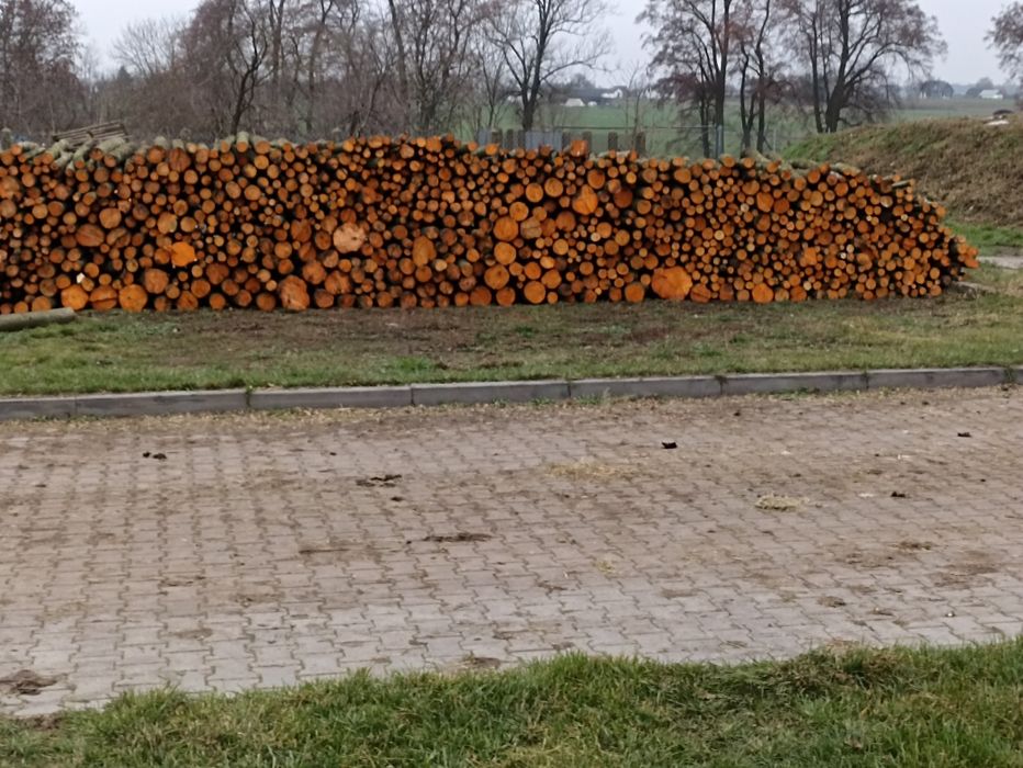 Drzewo Olcha Sprzedam