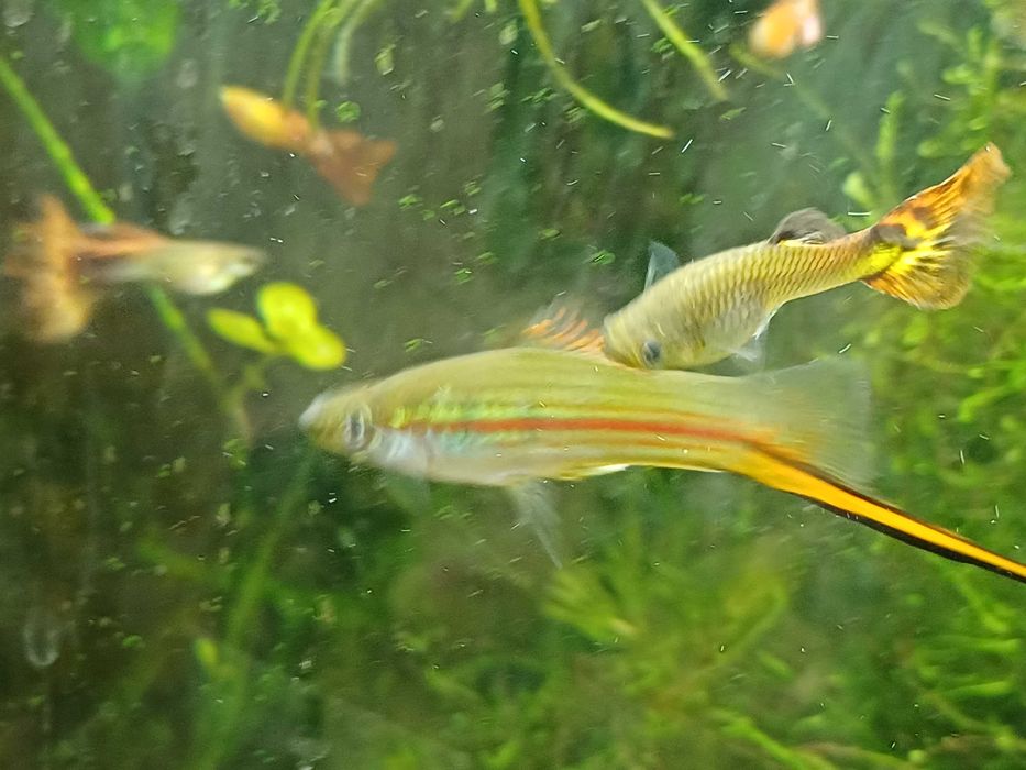 Mieczyk zielony Yukatan forma dzika