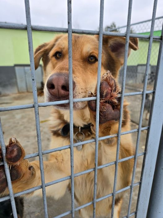 Maluchy zamarzają! Uratuj je z lodowatego betonu. Domy tymczasowe!