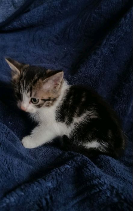 Киця кошенятко котята