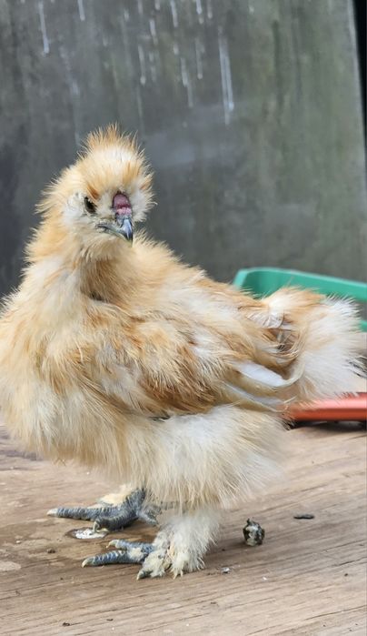 Casais de Silkies Barbudas/ linha USA