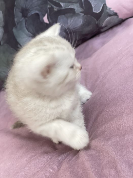 Продам!Котят британской шиншилы