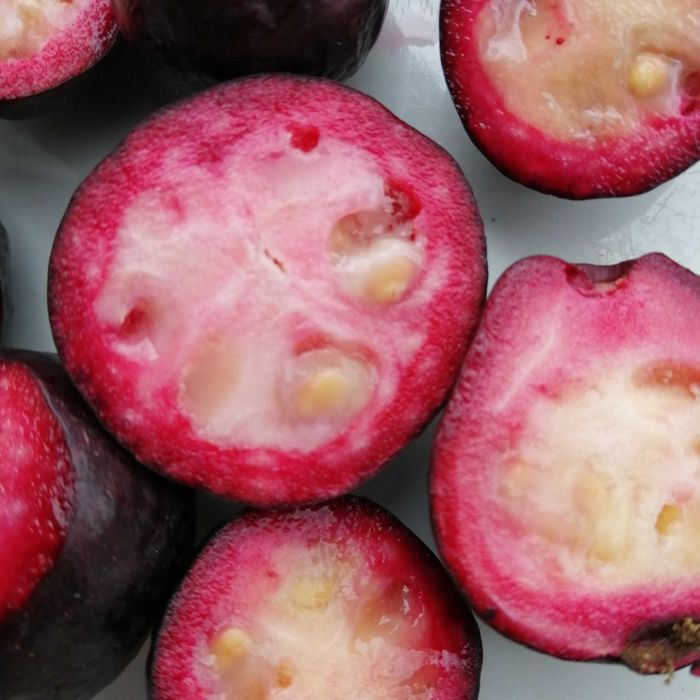 Gujawa truskawkowa-psidium catleyanum - sadzonka 50 cm