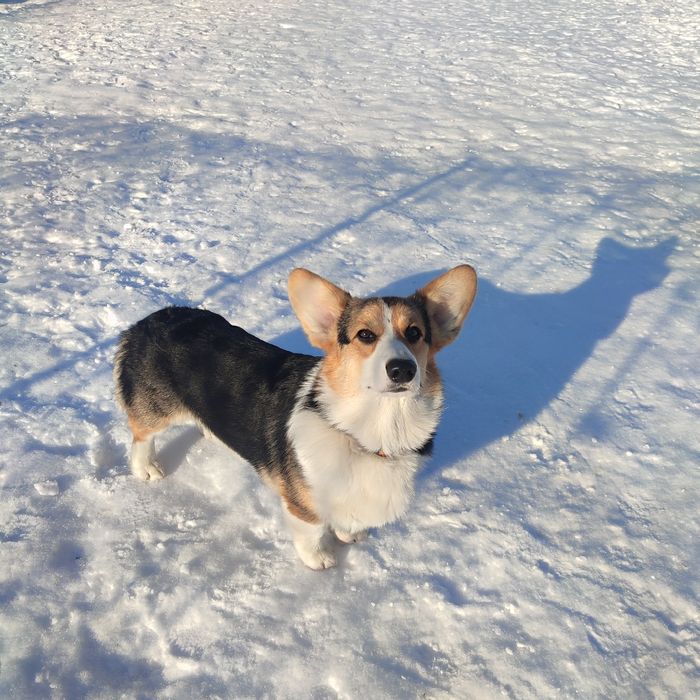 Продам цуценя Вельш корги пемброк