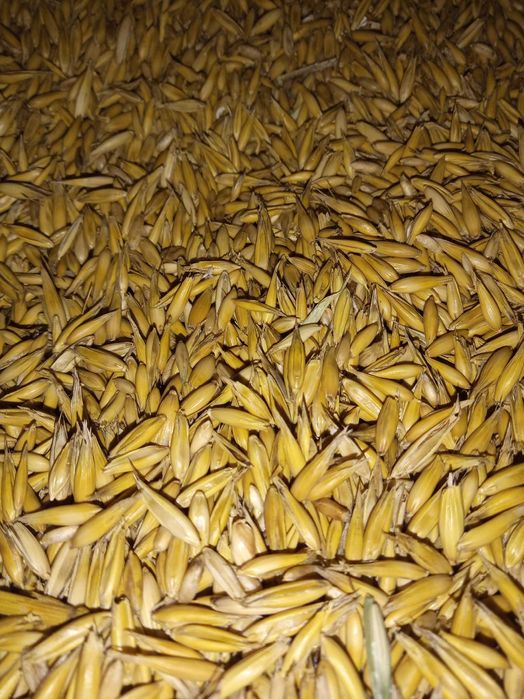 Owies workowany zbiór 2025 cena 80zł za 100 kg