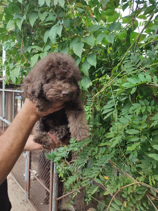 Продаж щенят карликовий пудель шоколадного кольору