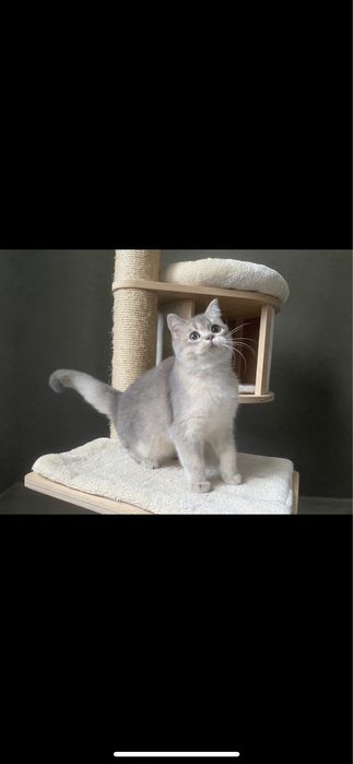 Інфініті- голуба золота шотландочка