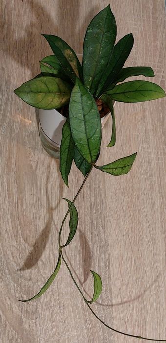 Hoya hoja crassipetiolata regres splash cała roślina