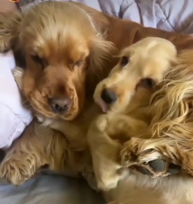 Дітки спаніелі копія батьків.