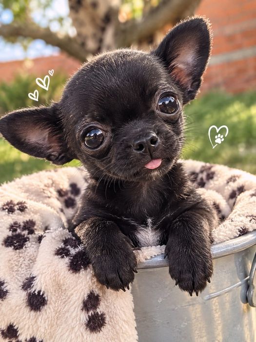 Chihuahua mini mini focinho curto