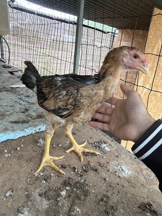 Frangos indio gigante