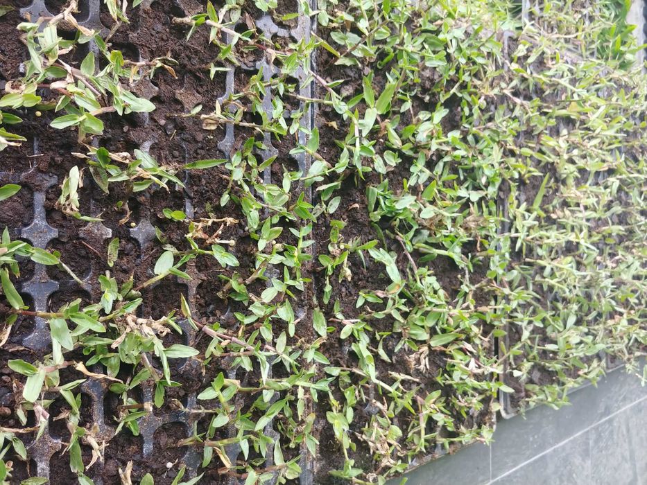 Relva brasileira - Grama São Carlos - 112 pés € 9,90