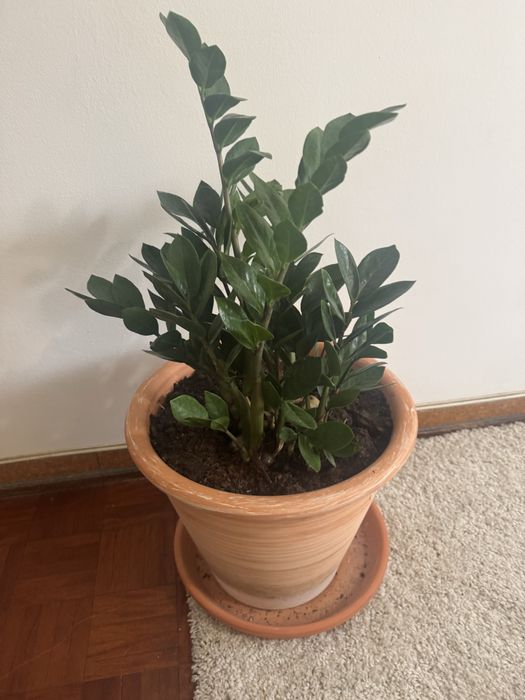 Planta e vaso de barro