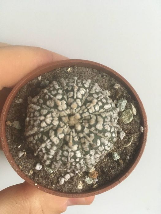 Кактуси сукуленти грунт  найбільший вибір в Україні