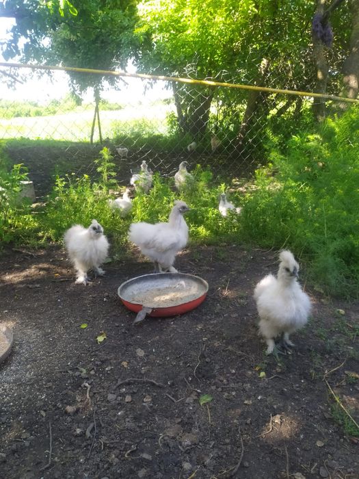 Продаж курей китайська пухова.