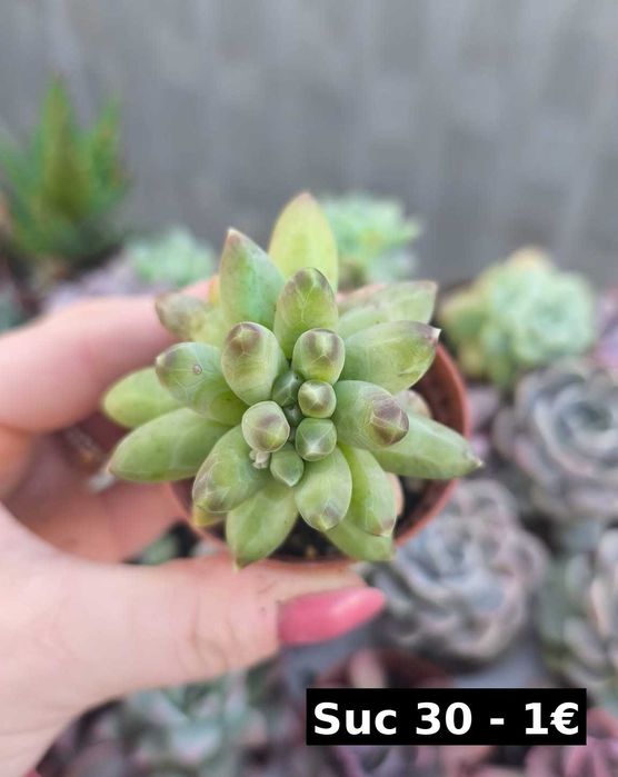 Suculentas lindas: echeverias, aeonium, variegata etc