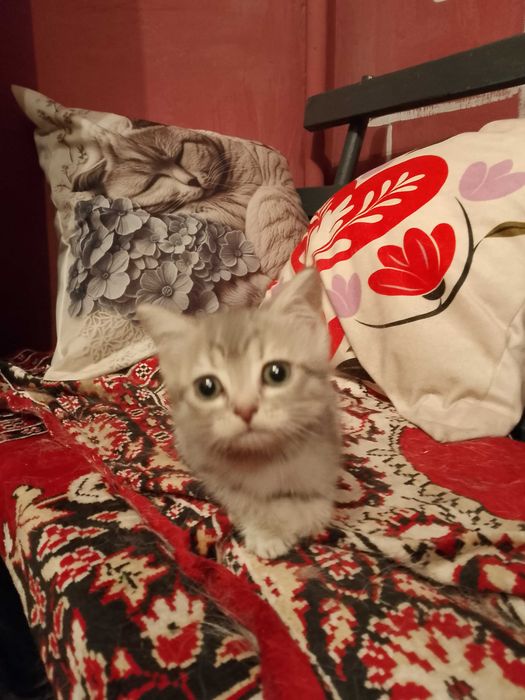 Кошеняти породи брітанська