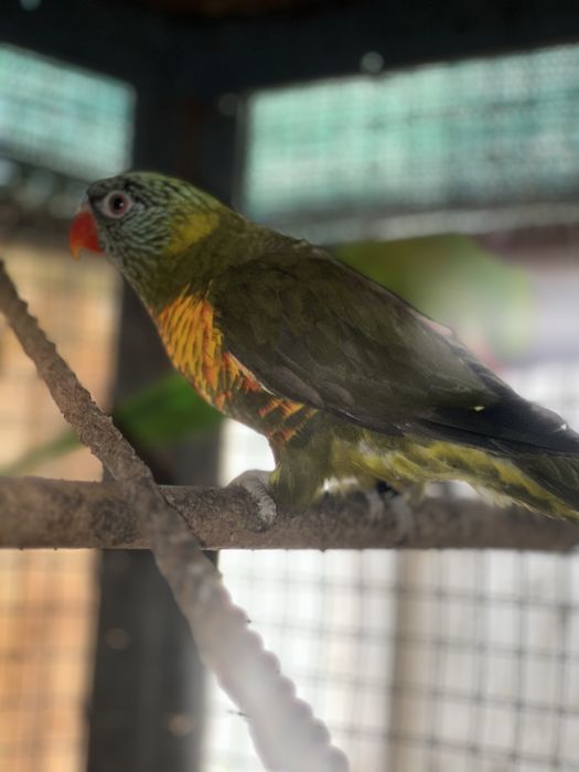 Loris Do Ano Passado