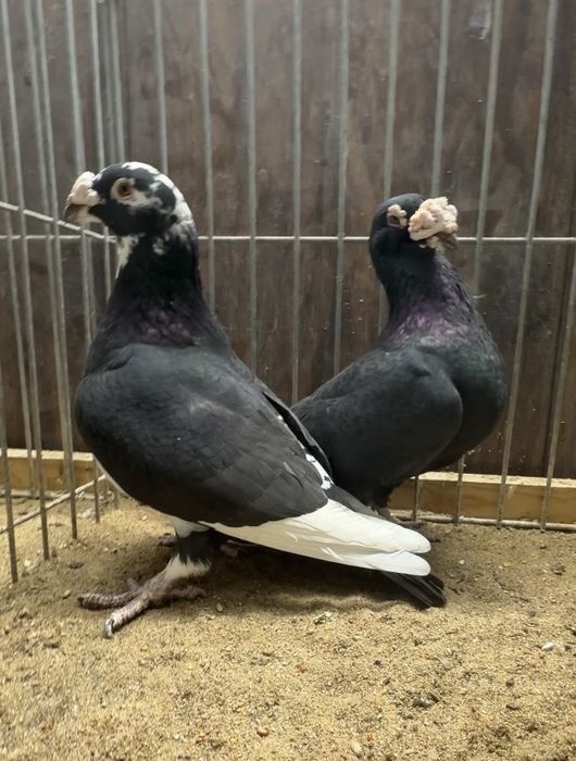 Gołębie staropolskie