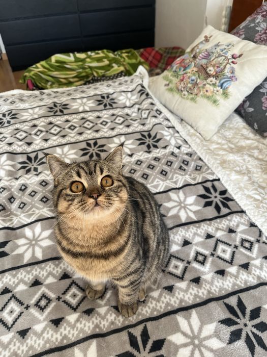 Femea Scottish straight