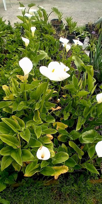 Planta jarro branco lirio calla, zantedeshia