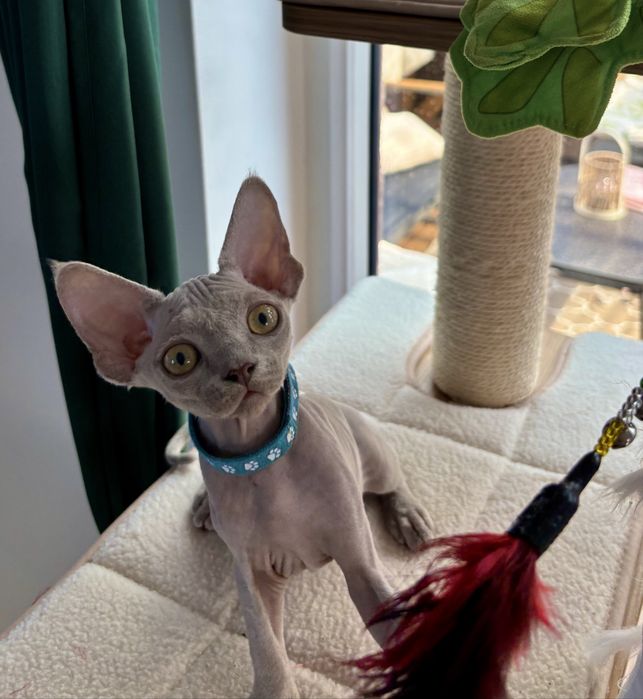 Koteczka Devon rex liliowa  Dixie