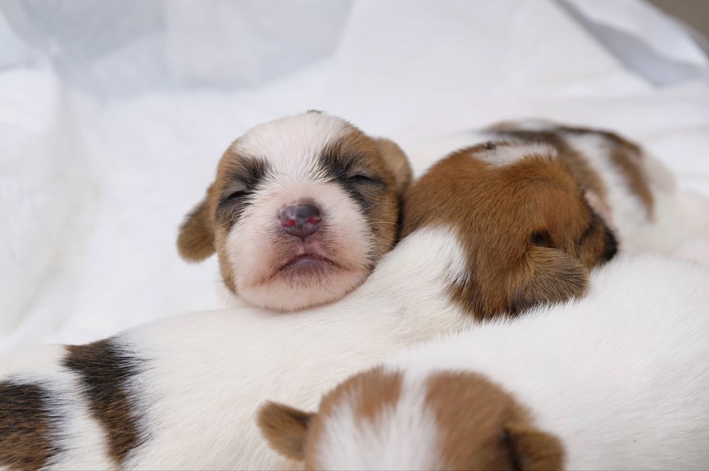 Jack russell terrier pelo cerdoso com LOP