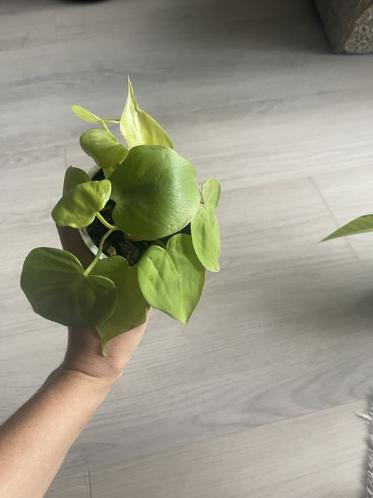 Монстера варієгатна, філодендрон, епіпремнум