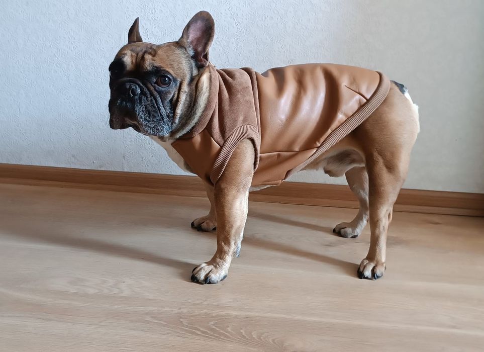 Kamizelka, ubranko na zimę Buldog francuski