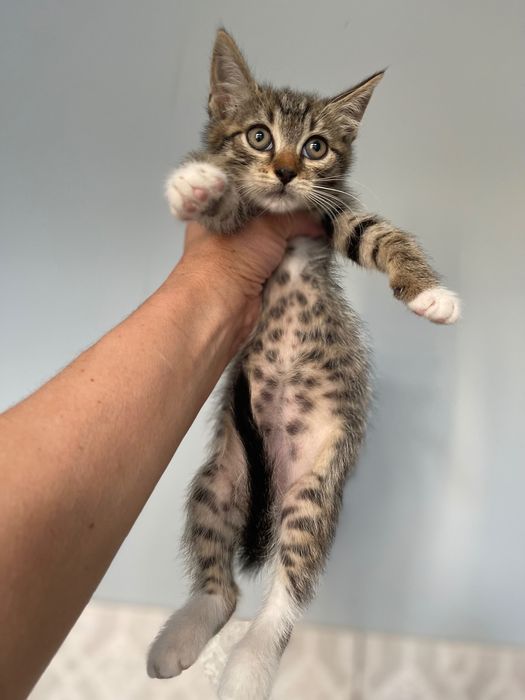 Отдам Котята котики котенок мальчик