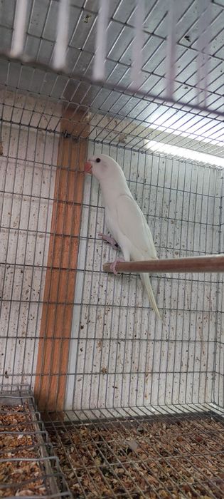 Ring Neck Albino de 2026