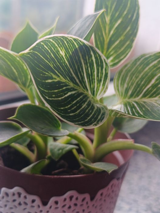 Filodendron Philodendron Birkin