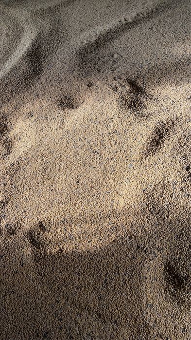 Gorczyca biała na poplon