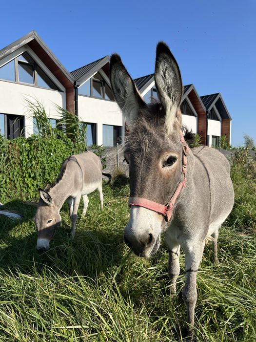 Wolny  termin od 22.08. Całoroczne domki nad morzem Mielenko / Mielno