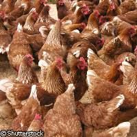 Kury nioski Rosa1 jajka mlode kurki z dowozem GRATIS całe województwo