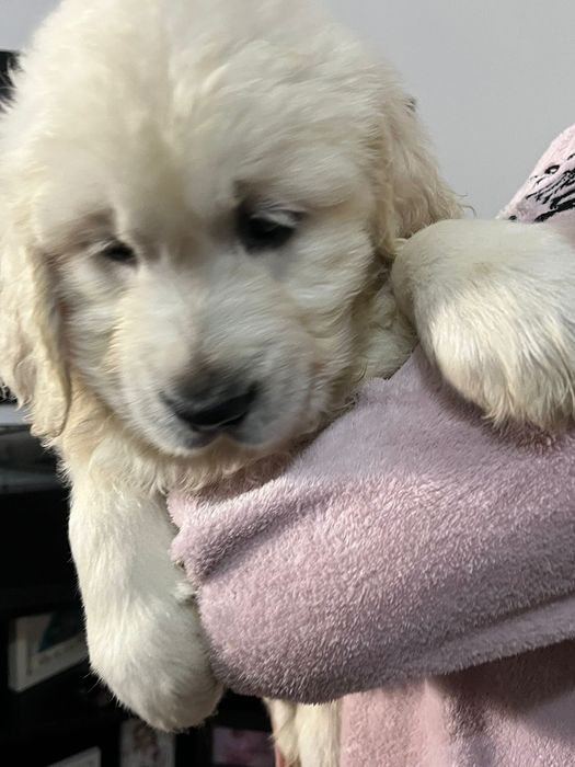 Golden Retriever Lop e Afixo