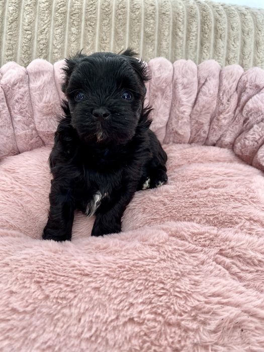 Yorkshire terrier Black, suczka czarna rodowód, DNA