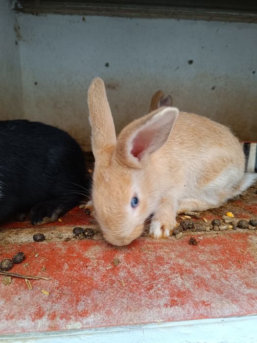 Coelhos várias cores e várias idades