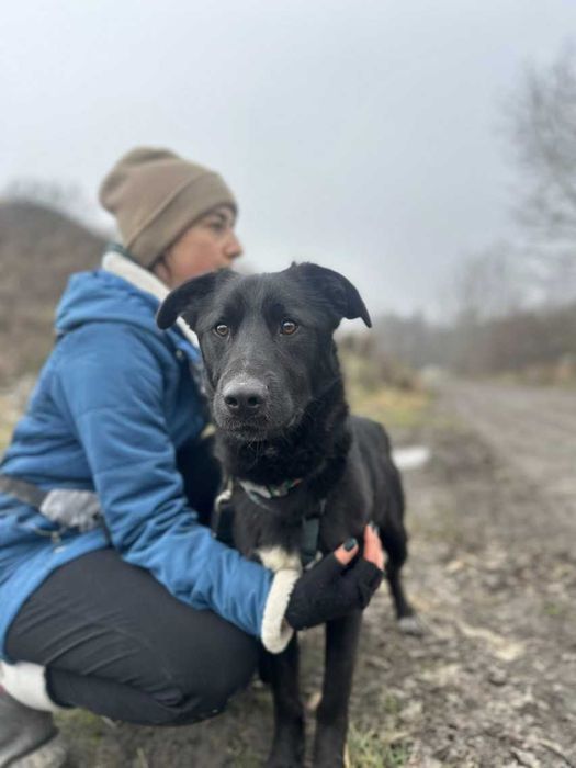 Figaro labkowaty przecudny młody pies ADOPCJA