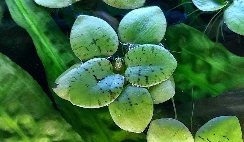 Rośliny pływające - limnobium.