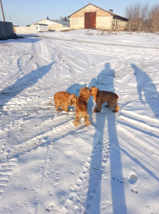 Красивый спаниель ищет невесту!