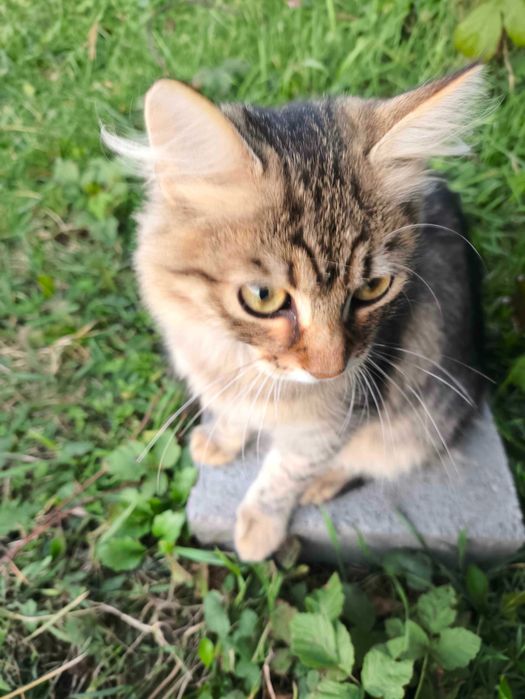 Котики в пошуку дому!