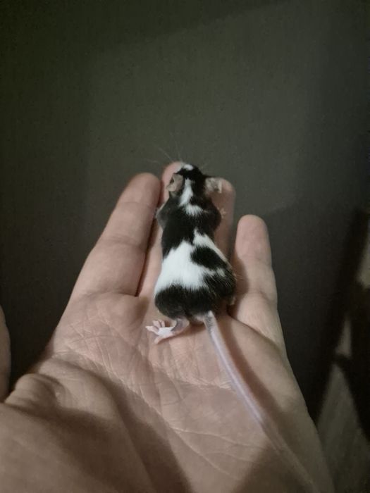 Myszy myszki duża ilość