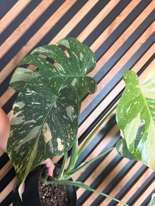 Monstera Thai Constellation-stara odmiana