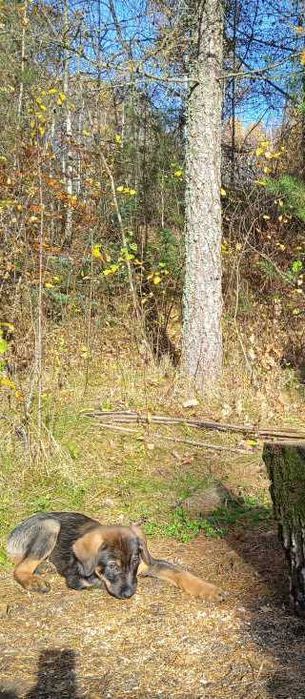 szczeniak labrador owczarek pies w dobre rece