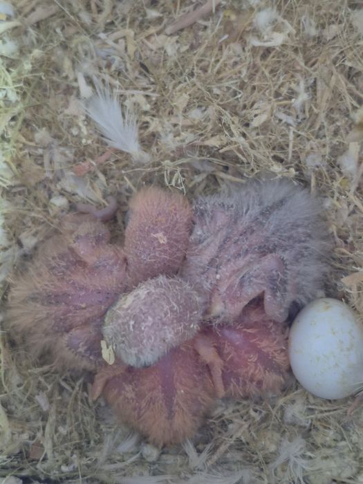 Agapornis rosicollis  bebés